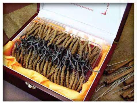 望城冬虫夏草回收